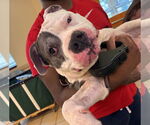 Small American Pit Bull Terrier Mix