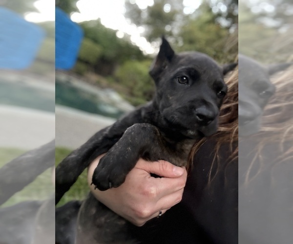 Medium Photo #42 Cane Corso Puppy For Sale in LIVERMORE, CA, USA