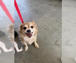Chihuahua Dogs for adoption in San Martin, CA, USA
