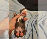 Puppy Puppy 5 American Pit Bull Terrier