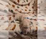 Litter of 5 - Male(s) and Female(s) GoldendoodleLitter of Puppies for Sale - Photo #11