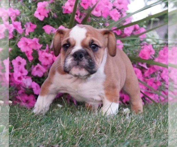 Medium Photo #2 Beagle-English Bulldog Mix Puppy For Sale in NAPPANEE, IN, USA