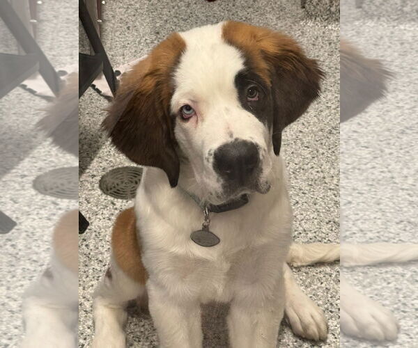 Medium Photo #4 Saint Bernard Puppy For Sale in Sioux Falls, SD, USA