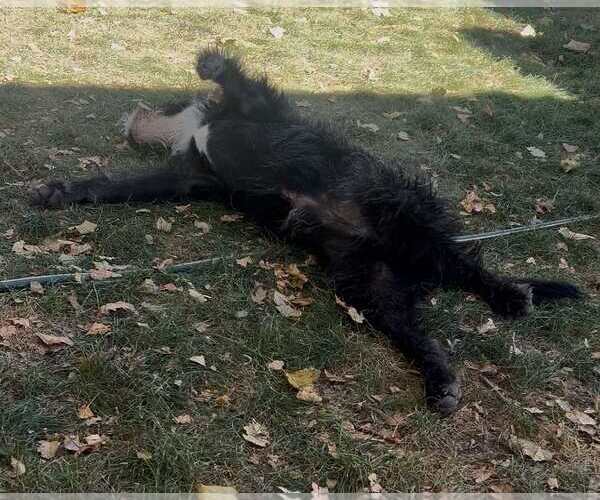 Medium Photo #5 Old English Sheepdog Puppy For Sale in Sandy, UT, USA
