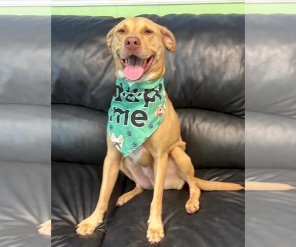 Medium Photo #9 Mutt Puppy For Sale in Spring Lake, NJ, USA