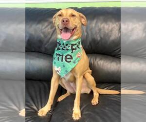Peanut - Male Mutt Dog for Adoption - Photo #9
