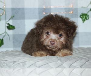 Australian Cattle Dog-Poodle (Miniature) Mix Puppy for sale in MARIETTA, GA, USA