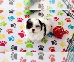 Small #4 ShihPoo