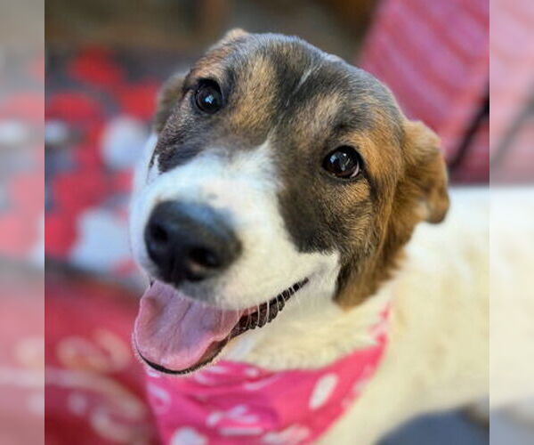 Medium Photo #7 Australian Shepherd-Unknown Mix Puppy For Sale in Arlington, VA, USA
