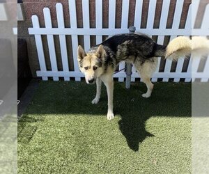 German Shepherd Dog-Siberian Husky Mix Dogs for adoption in Modesto, CA, USA