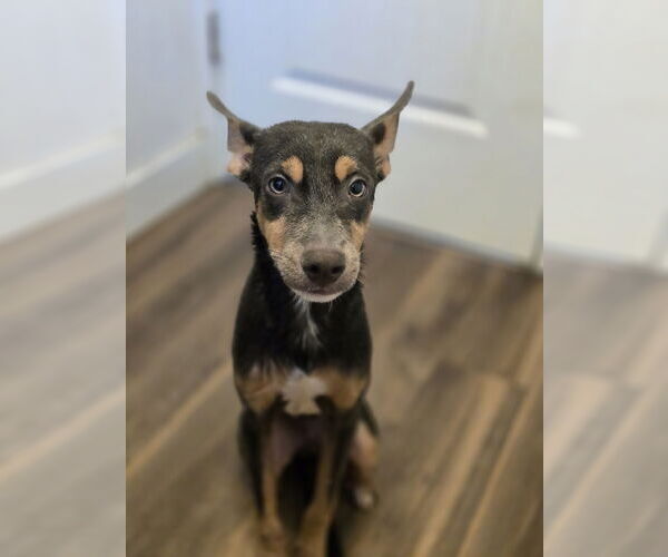 Medium Photo #2 Mutt Puppy For Sale in Morganville, NJ, USA