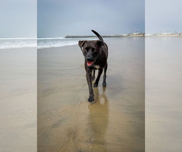 Medium Photo #6 Labrador Retriever-Unknown Mix Puppy For Sale in San Diego, CA, USA