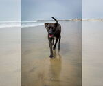 Small #5 Labrador Retriever Mix