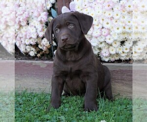 Labrador Retriever Puppy for sale in FREDERICKSBG, OH, USA