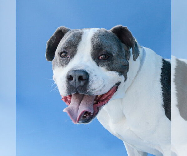 Medium Photo #1 Mutt Puppy For Sale in Pasadena, CA, USA