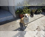 Small Photo #3 Mutt Puppy For Sale in San Diego, CA, USA