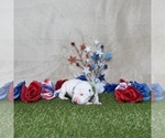 Small #1 Dalmatian