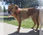 Small Labrador Retriever Mix