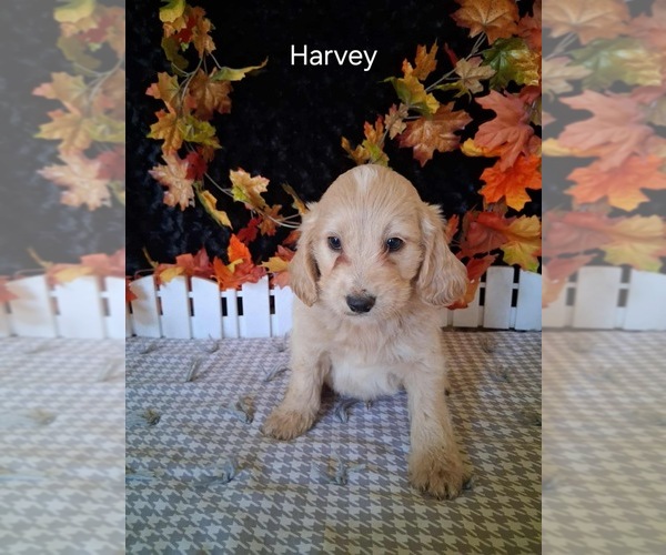 Medium Photo #3 Goldendoodle (Miniature) Puppy For Sale in MOUNT PLEASANT, MI, USA
