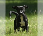 Small #1 Shepradors