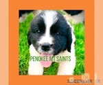 Puppy 5 Newfoundland-Saint Bernard Mix