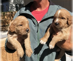 Goldendoodle-Irish Doodle Mix Puppy for Sale in NORFOLK, Virginia USA