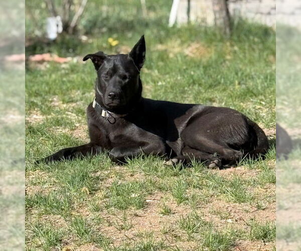 Medium Photo #1 Siberian Husky Puppy For Sale in Omaha, NE, USA
