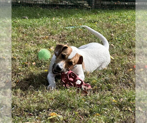 Medium Photo #1 Beagle-Unknown Mix Puppy For Sale in Brewster, MA, USA