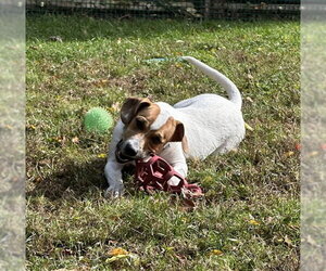 Beagle-Unknown Mix Dogs for adoption in Brewster, MA, USA