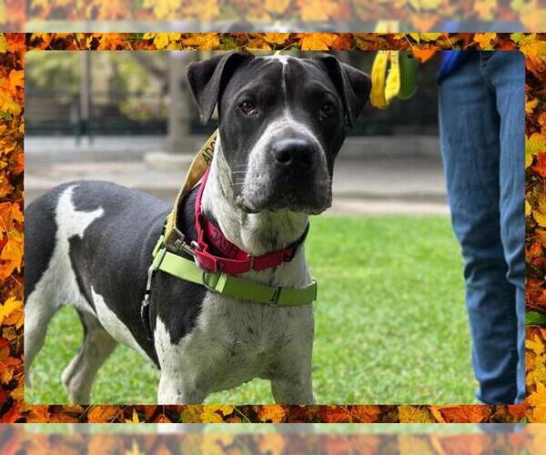 Medium Photo #6 American Bandogge mastiff Puppy For Sale in Ojai, CA, USA