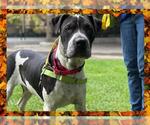 Small #5 American Bandogge mastiff