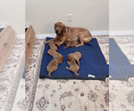 Small Photo #15 Labrador Retriever Puppy For Sale in BLUFF DALE, TX, USA