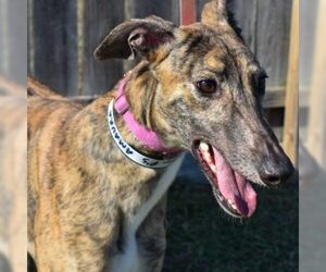 Greyhound Dogs for adoption in Grandville, MI, USA