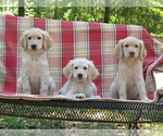 Small Photo #6 Goldendoodle Puppy For Sale in BROOKSVILLE, FL, USA
