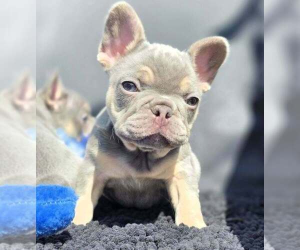 Medium Photo #4 French Bulldog Puppy For Sale in BOSTON, KY, USA
