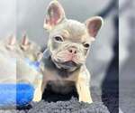 Small #3 French Bulldog