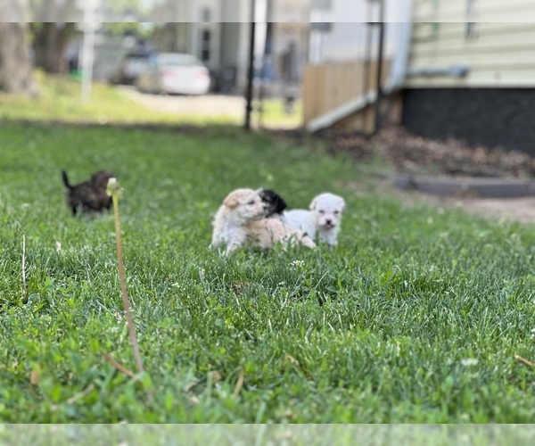 Medium Photo #14 Goldendoodle-Shih Tzu Mix Puppy For Sale in SOUTH BELOIT, IL, USA