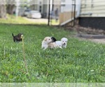 Small #13 Goldendoodle-Shih Tzu Mix