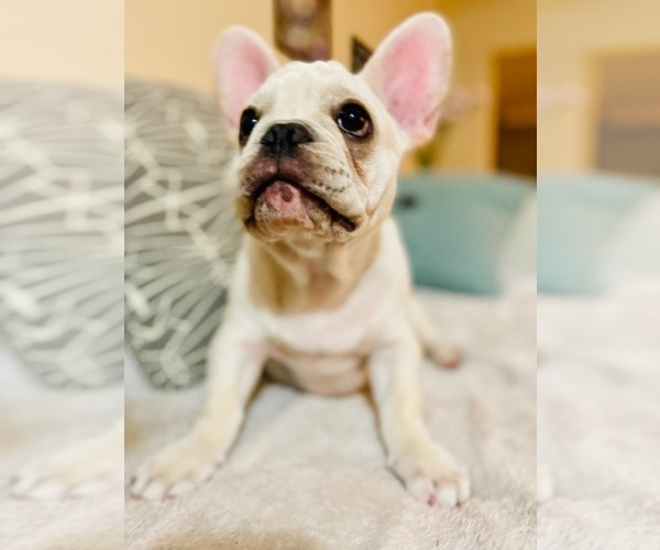 Medium Photo #11 French Bulldog Puppy For Sale in CLEARWATER, FL, USA