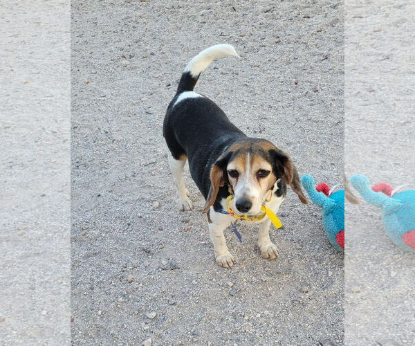 Medium Photo #3 Beagle Puppy For Sale in Las Vegas, NV, USA
