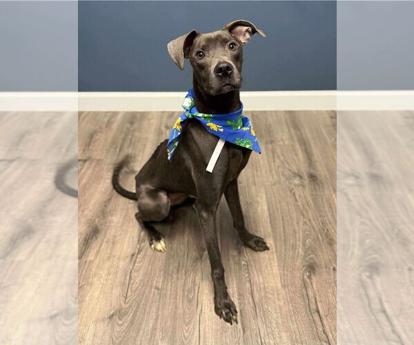 Medium Photo #2 Labrador Retriever-Whippet Mix Puppy For Sale in Lakewood, CO, USA