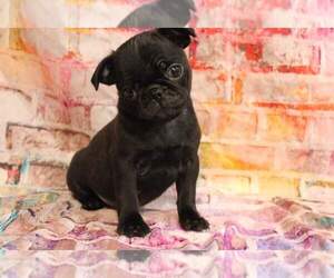 Pug Puppy for sale in JOICE, IA, USA