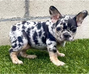 French Bulldog Puppy for sale in DALLAS, TX, USA