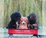 Small #2 Poodle (Toy)