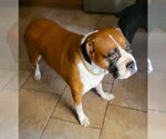 Small #3 Boxer