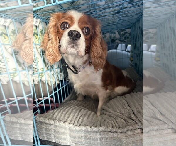 Medium Photo #3 Cavalier King Charles Spaniel Puppy For Sale in Sioux Falls, SD, USA