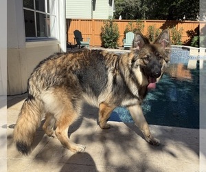 German Shepherd Dog Puppy for sale in SPRING, TX, USA