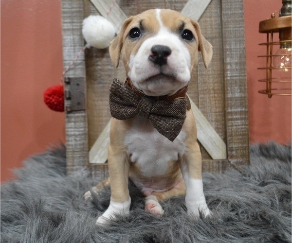 Medium Photo #5 American Pit Bull Terrier Puppy For Sale in HONEY BROOK, PA, USA