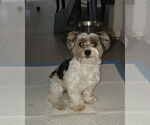 Small #2 Mutt
