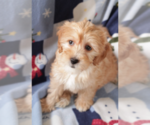 Small Photo #3 Goldendoodle (Miniature) Puppy For Sale in MILWAUKEE, WI, USA